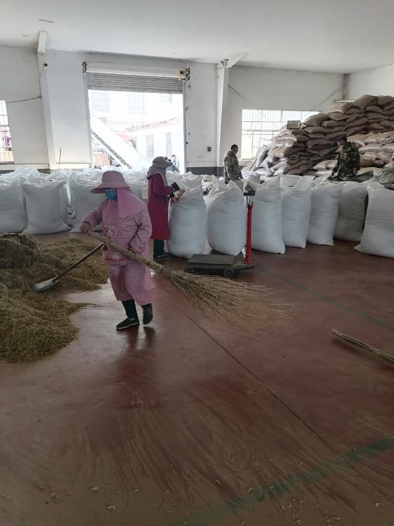 山东带绒金银花色白花无杆，产地直销质量保证