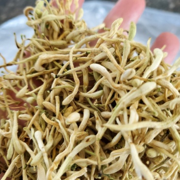 山东带绒金银花色白花无杆，产地直销质量保证