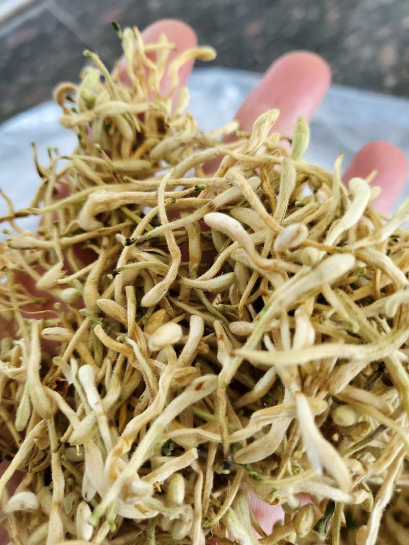 山东带绒金银花色白花无杆，产地直销质量保证