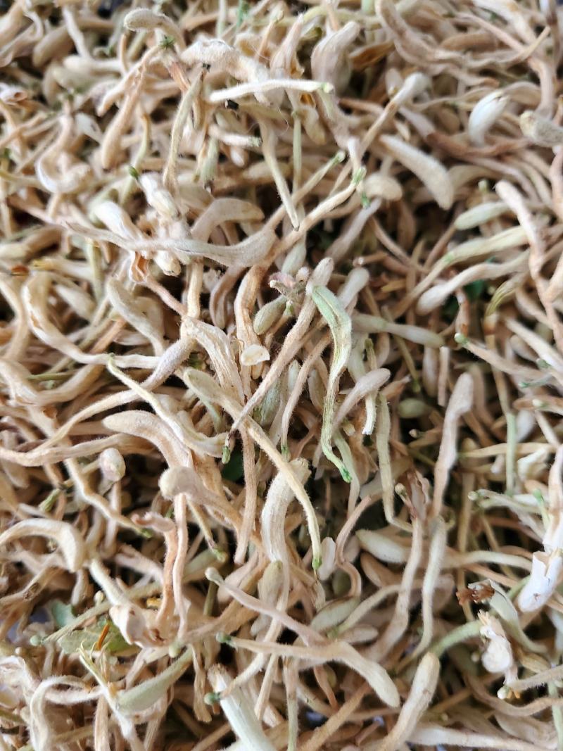 山东带绒金银花色白花无杆，产地直销质量保证