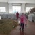 山东带绒金银花色白花无杆，产地直销质量保证