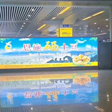 恩施老品种马尔科土豆