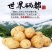 恩施老品种马尔科土豆
