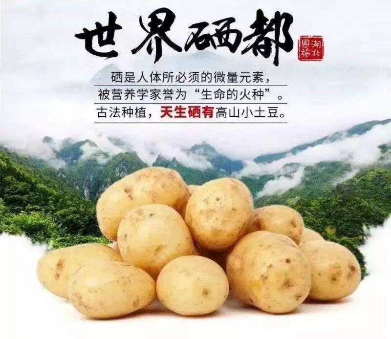 恩施老品种马尔科土豆