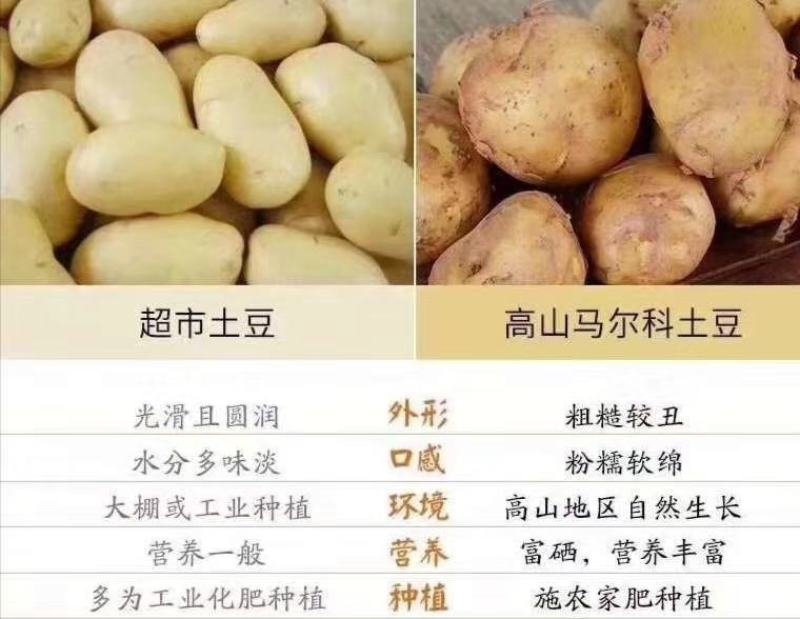 恩施老品种马尔科土豆