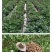 恩施老品种马尔科土豆