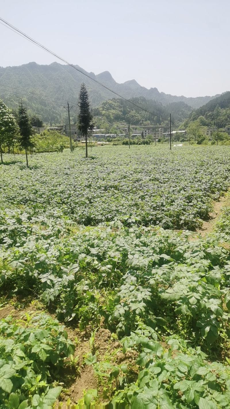 恩施老品种马尔科土豆