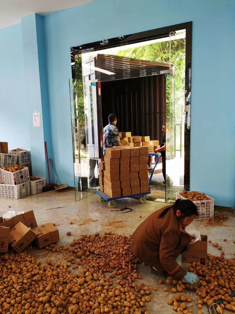 恩施老品种马尔科土豆