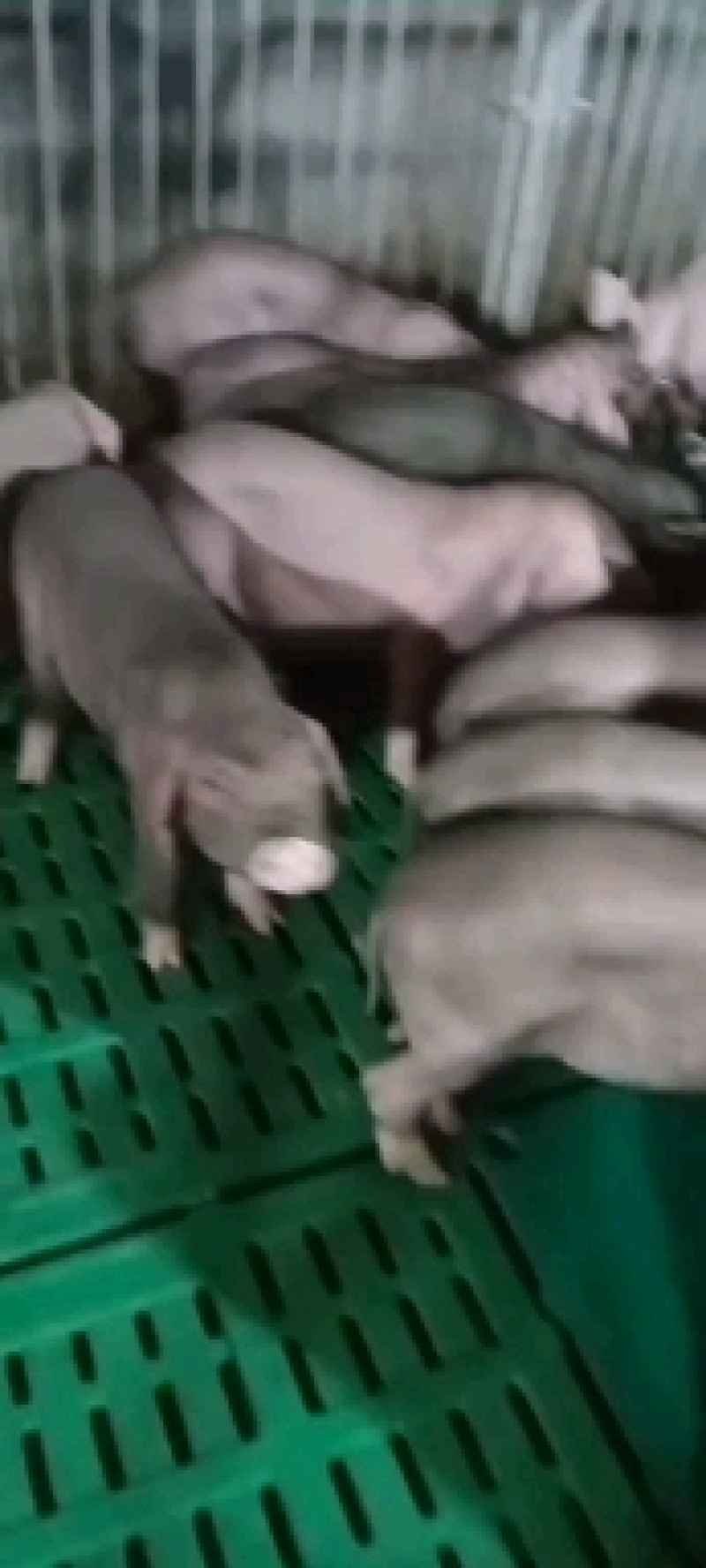 长太母猪，高产母猪，优质高产抗病能力强品种齐全，全国包邮