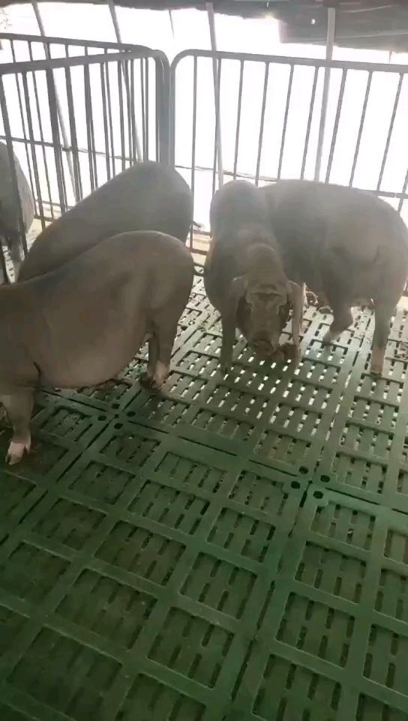 长太母猪，高产母猪，优质高产抗病能力强品种齐全，全国包邮