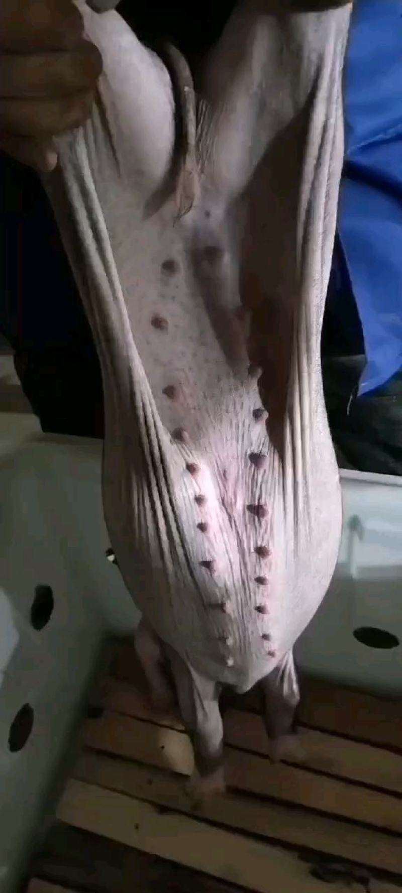 长太母猪，高产母猪，优质高产抗病能力强品种齐全，全国包邮