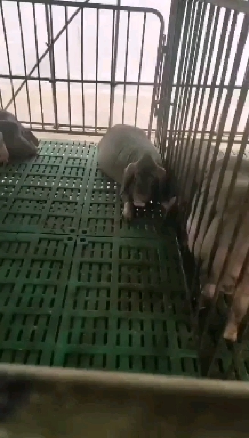 长太母猪，高产母猪，优质高产抗病能力强品种齐全，全国包邮