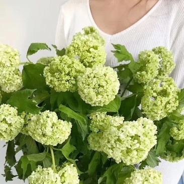 欧洲木绣球欧洲木绣球玫瑰多头木绣球木绣球