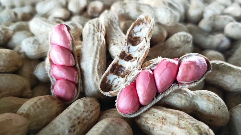 徐闻县精品花生