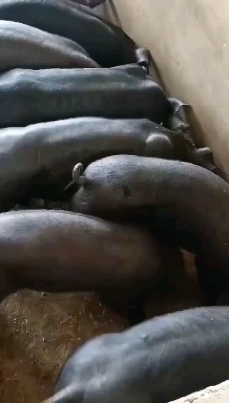 苏太母猪馊肉率高乳头饱满支持视频选货线上交易2起