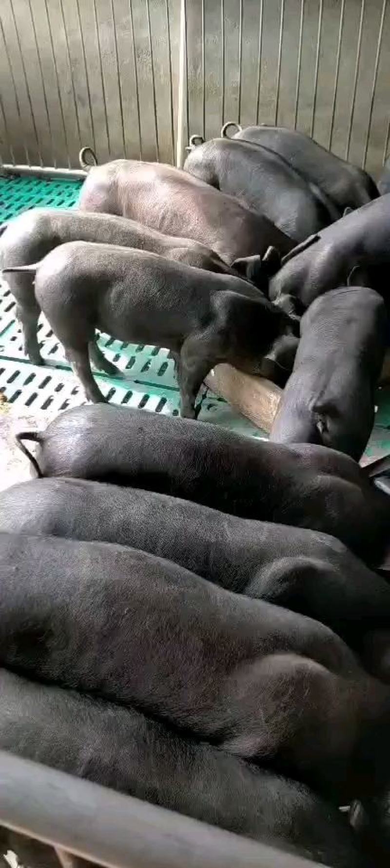 苏太母猪馊肉率高乳头饱满支持视频选货线上交易2起