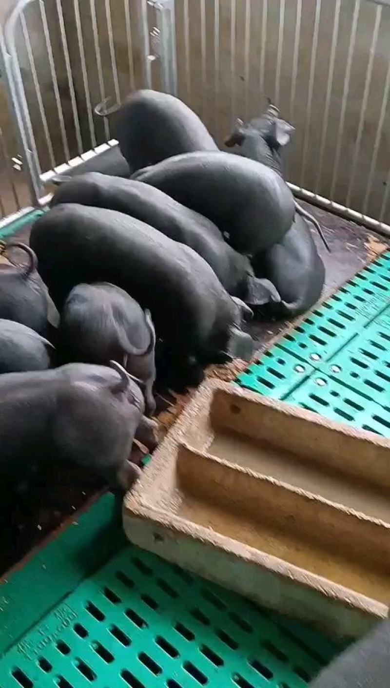苏太母猪馊肉率高乳头饱满支持视频选货线上交易2起
