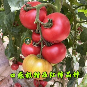圣大—草莓西红柿种苗—口感草莓西红柿，荷兰进口品种！