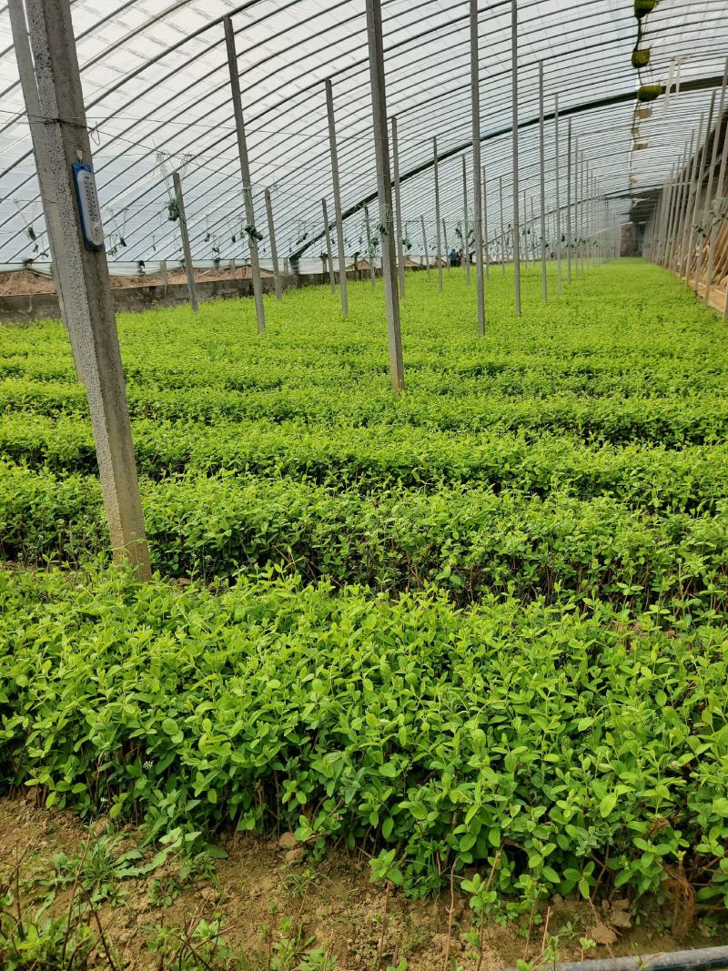 金银花苗50~60cm成活率高、山东四季金银花