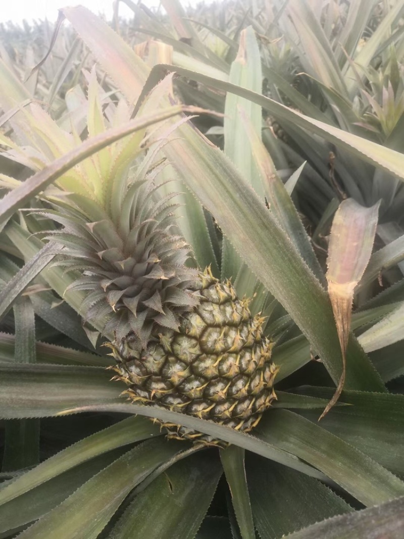 欢迎各位各地供应商咨询预订徐闻菠萝