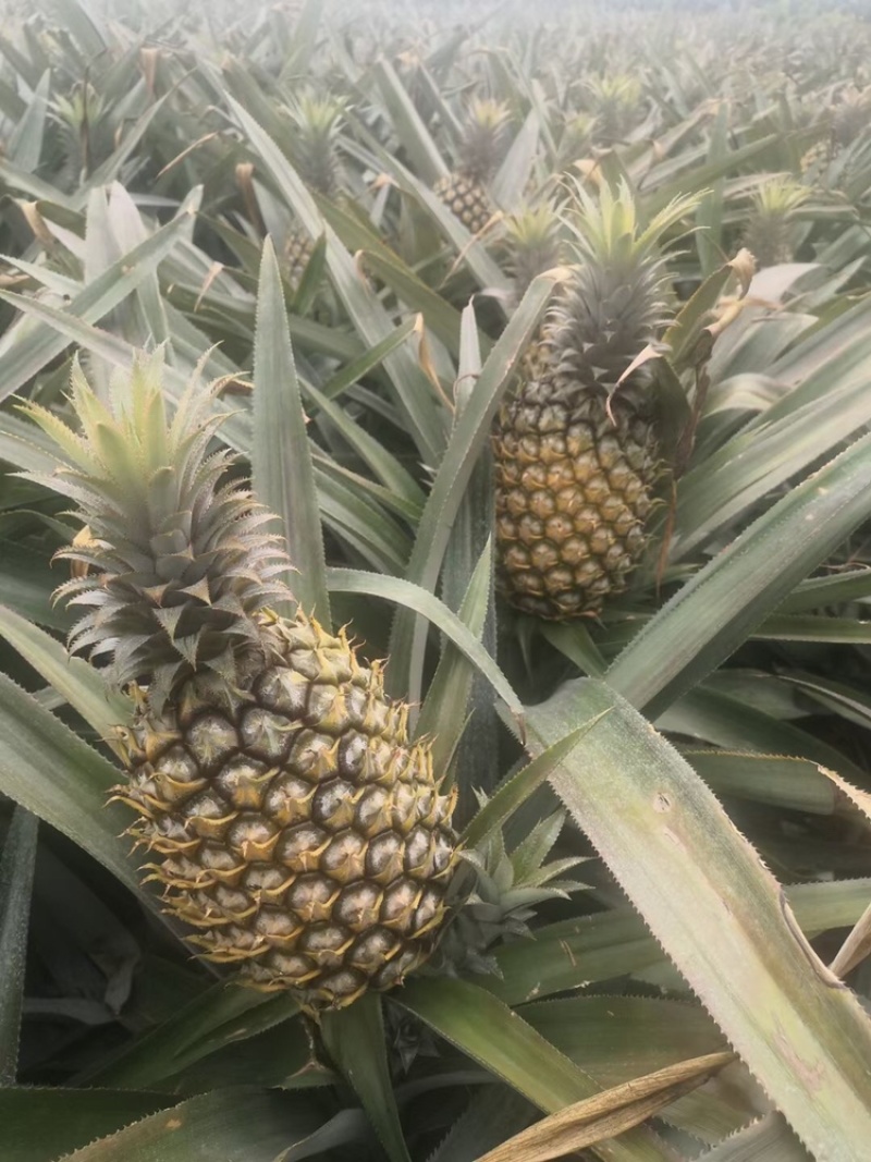 欢迎各位各地供应商咨询预订徐闻菠萝