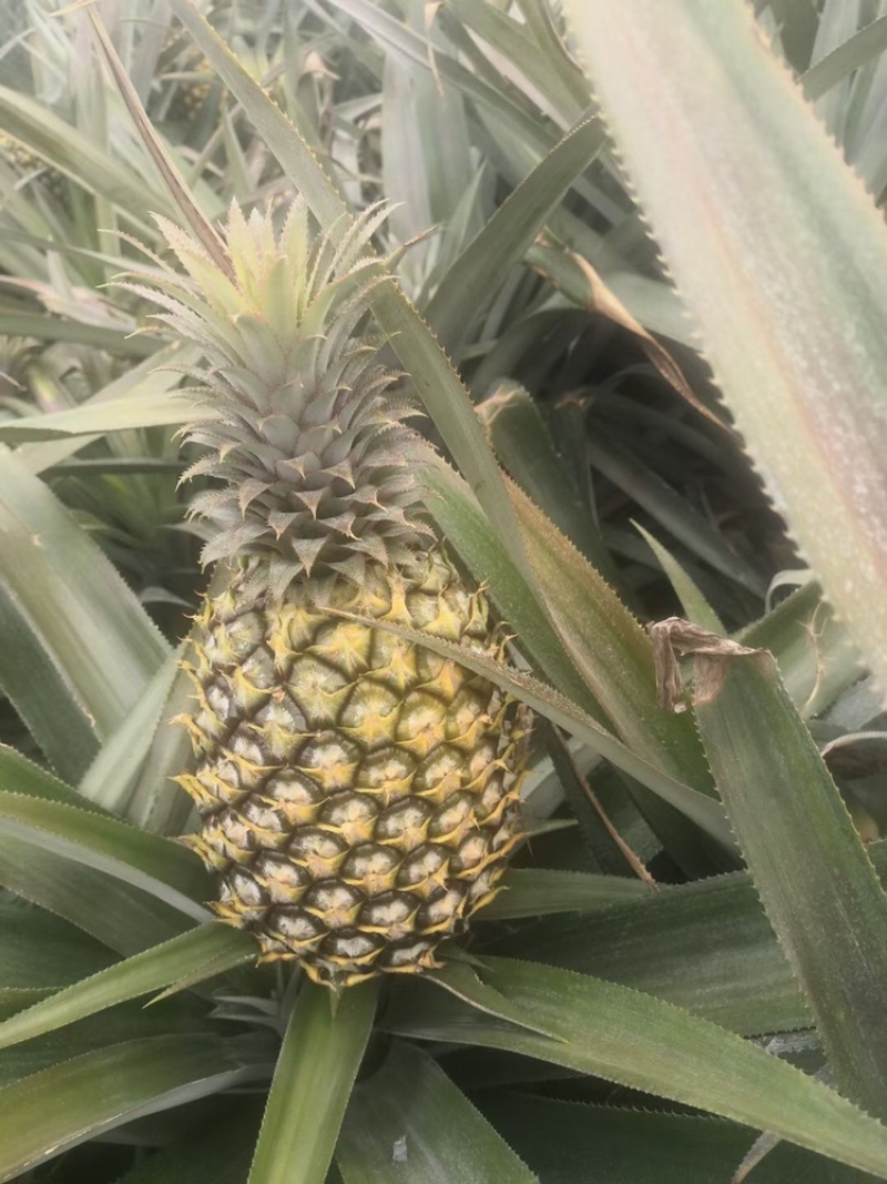 欢迎各位各地供应商咨询预订徐闻菠萝