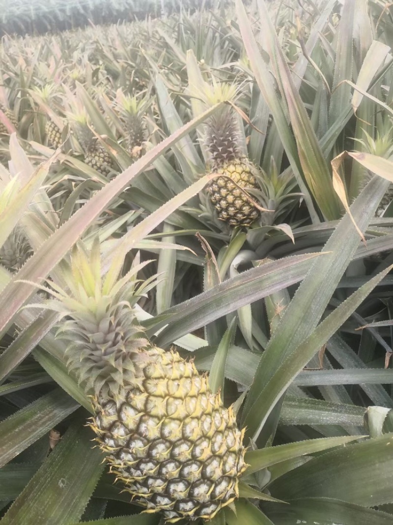 欢迎各位各地供应商咨询预订徐闻菠萝