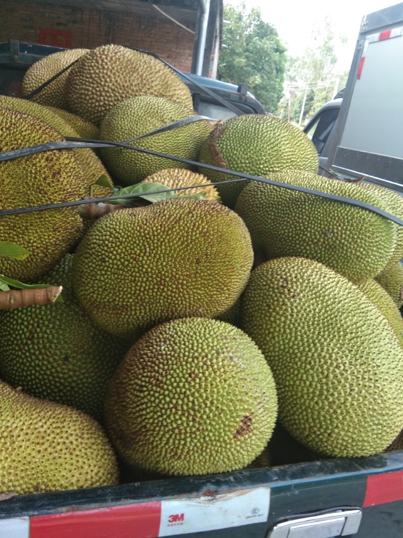 产地大量特产精品菠萝蜜一手货源保质保量，欢迎来电咨询