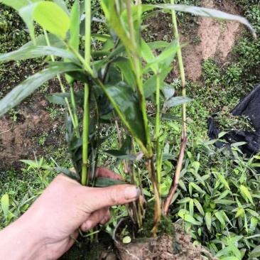 竹子苗有刚竹苗，方竹苗，刺竹苗，罗汉竹苗等大量供应