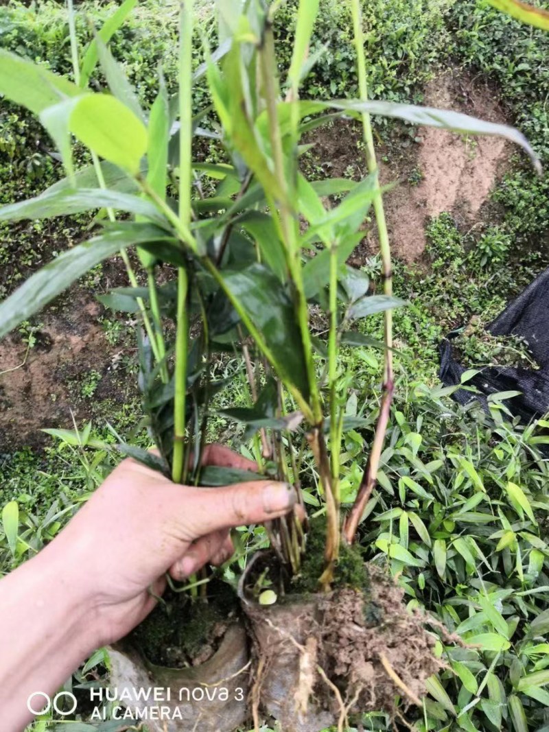 竹子苗有刚竹苗，方竹苗，刺竹苗，罗汉竹苗等大量供应