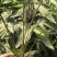 竹子苗有刚竹苗，方竹苗，刺竹苗，罗汉竹苗等大量供应