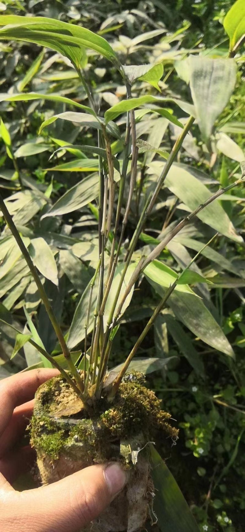 竹子苗有刚竹苗，方竹苗，刺竹苗，罗汉竹苗等大量供应