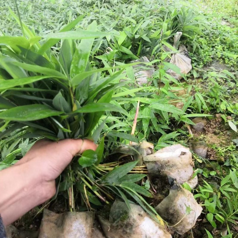 竹子苗有刚竹苗，方竹苗，刺竹苗，罗汉竹苗等大量供应