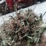 云南纯野生车前草，水洗无泥干货，不洗干货都有下单包邮！
