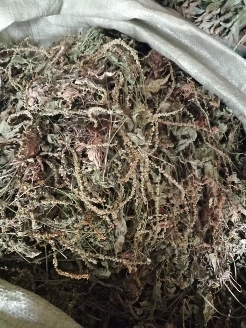 云南纯野生车前草，水洗无泥干货，不洗干货都有下单包邮！