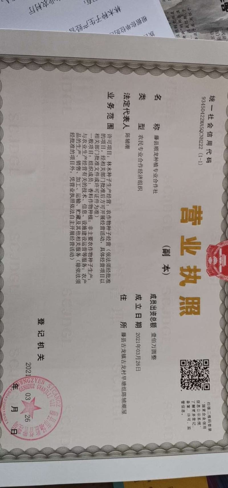 广西梧州藤县古龙镇八角树苗实生苗，嫁接苗，根须发达，种植