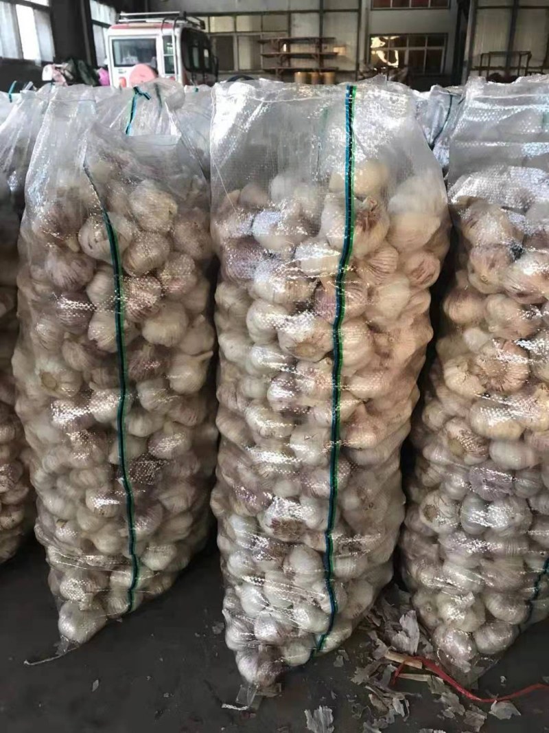 金乡大蒜，冷库出租，实力配资，代收代存代发全国各地