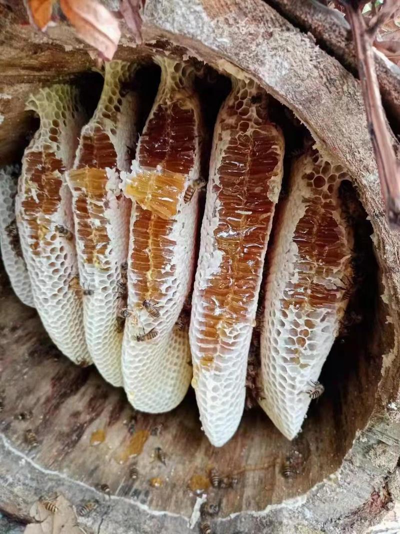 云南省西双版纳野生蜂蜜。