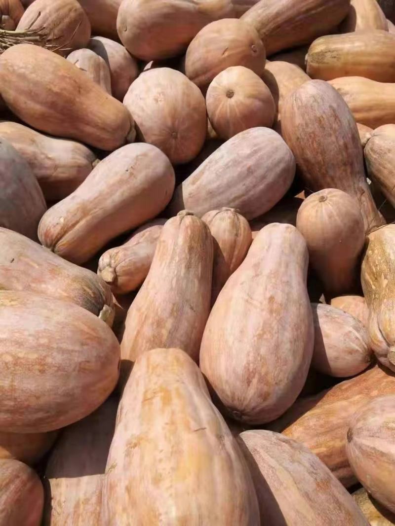 南瓜大量供应、质量保证、支持各种包装、欢迎采购1111