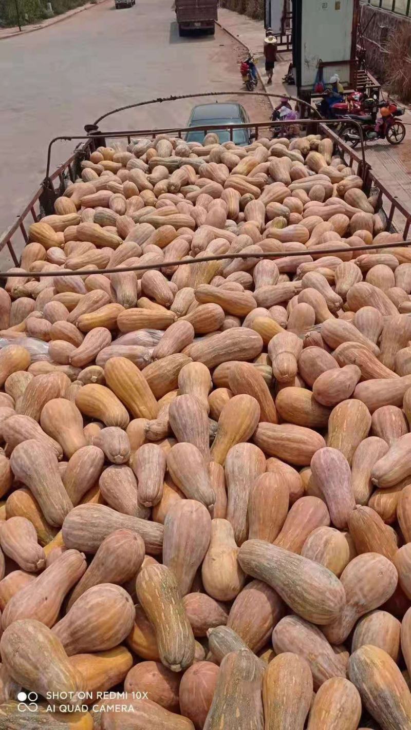 南瓜大量供应、质量保证、支持各种包装、欢迎采购1111
