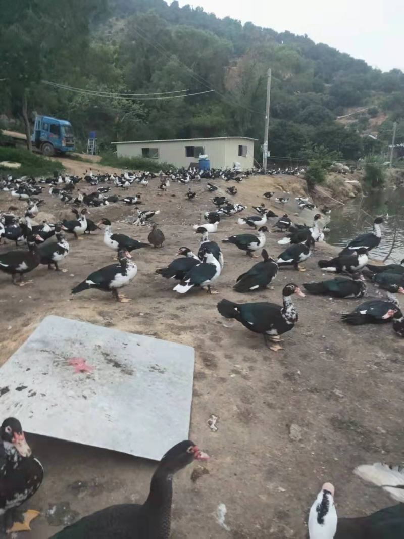 黑番鸭