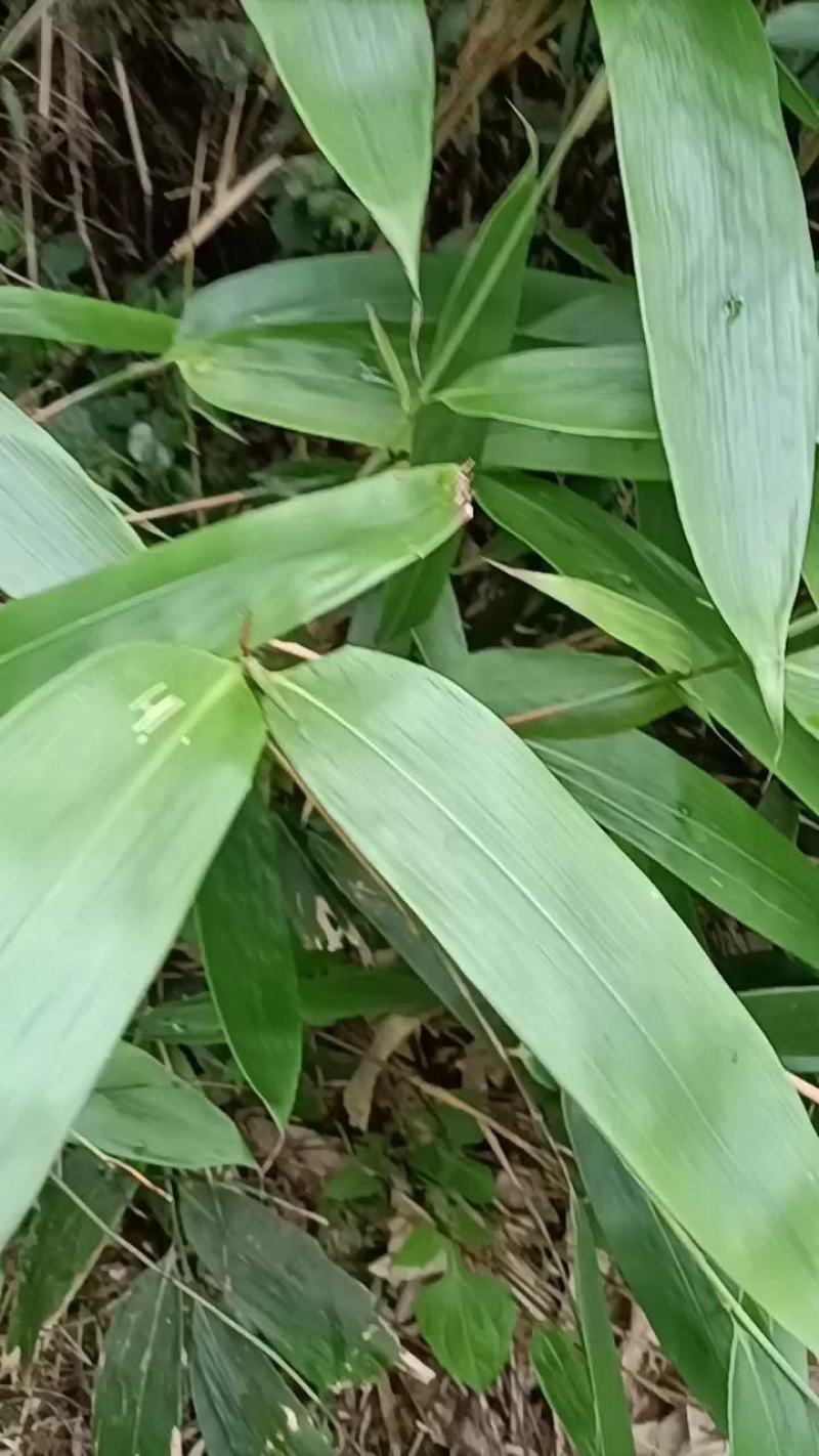 粽叶，大粽叶，香粽叶，正宗深山粽叶，产地直销，，，