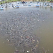香贵鱼3-4千斤