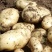 滕州马铃薯