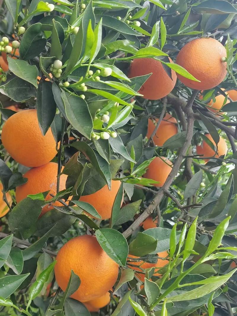 秭归橙子纯甜多汁品种齐全鲜果挂树果农一手货源