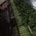 莴苣