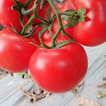 四川精品大红石头番茄串果大量供应欢迎前来选购价格谁行就市