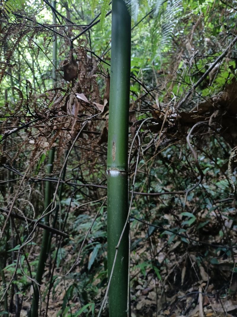 排山竹，小竹子，菜架竹子，深山小竹子，莆竹，，，，