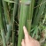 排山竹，小竹子，菜架竹子，深山小竹子，莆竹，，，，