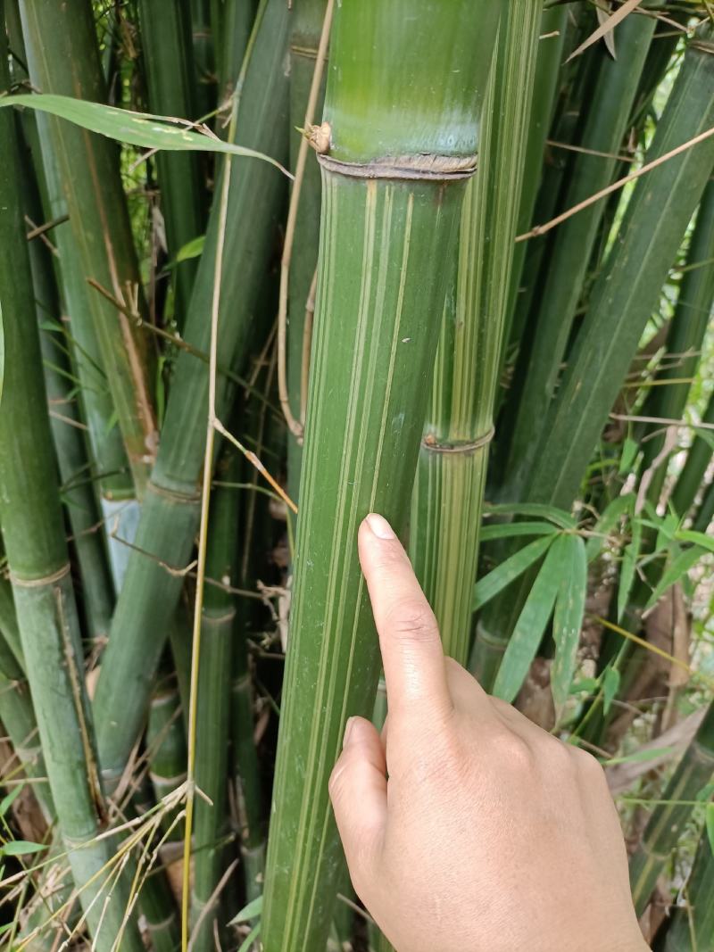 排山竹，小竹子，菜架竹子，深山小竹子，莆竹，，，，